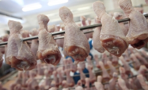Производство мяса птицы в России в 2016 году