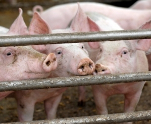Минсельхоз предложил компенсировать свиноводам капитальные затраты