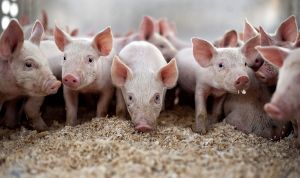 К 2020 году промышленное производство свинины увеличится на 20 процентов