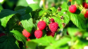 В 2019 году в России возросла площадь многолетних плодово-ягодных насаждений