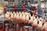 Производство мяса птицы в 2020 году увеличилось на 0,3 процента