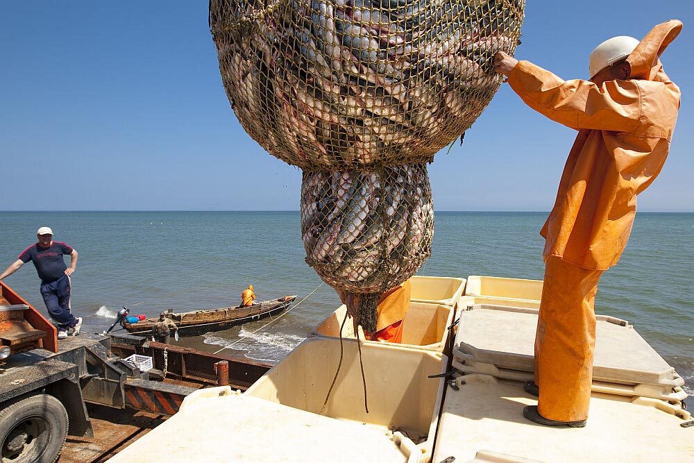Общественники Сахалина готовят обращение к федеральным властям о запрете промысла лосося